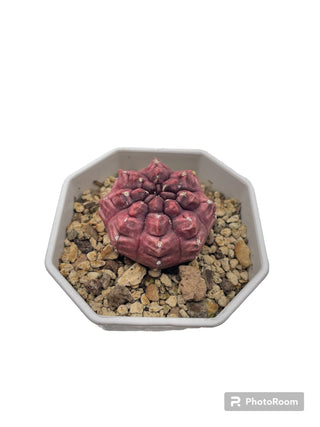 Gymnocalicium daydream
