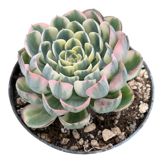 Echeveria compton carousel