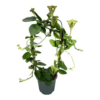 Ceropegia sandersonii