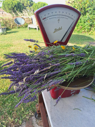 Mazzi di lavanda
