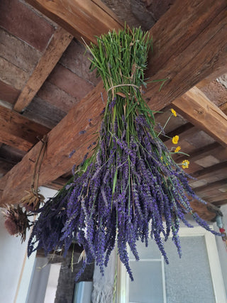Mazzi di lavanda