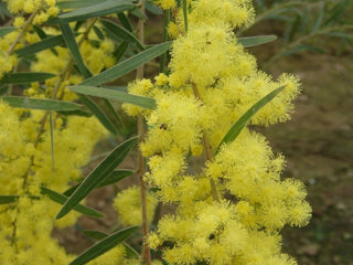 Acacia retinoides - Mimosa 4 stagioni
