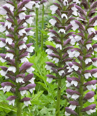 Acanthus Hungaricus WHITE LIPS