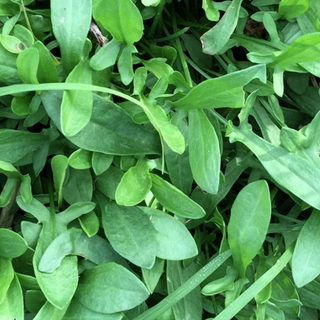 Acetosella Verde