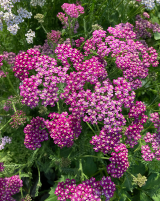 ACHILLEA MILLEFOLIUM "CASSIS"