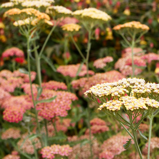 Achillea colorata fiori mix