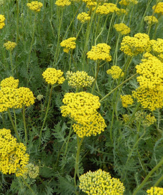 achillea-coronation-gold