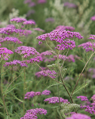 ACHILLEA MILLEFOLIUM "LILAC BEAUTY"