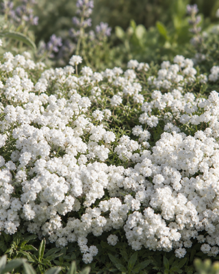 ACHILLEA PTARMICA "PERRY'S WHITE"