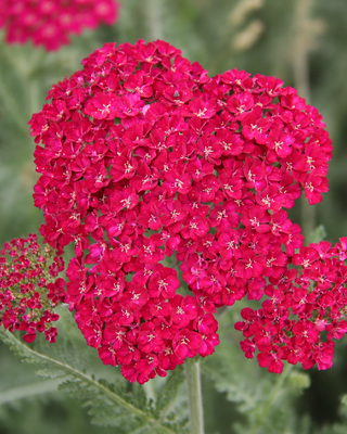 ACHILLEA MILLEFOLIUM "POMEGRANATE"