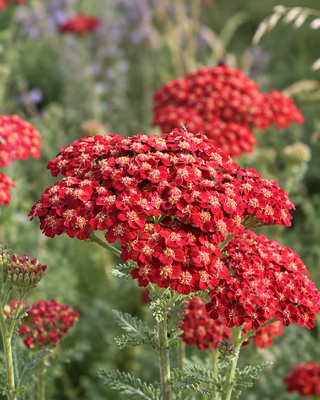 ACHILLEA MILLEFOLIUM "RED VELVET"
