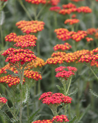 ACHILLEA MILLEFOLIUM "SAFRAN"