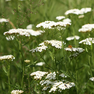 Achillea