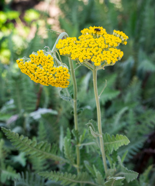 achillea-coronation-gold