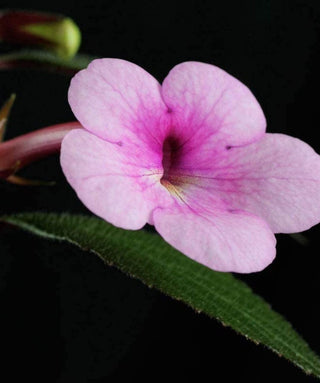 Achimenes Peach Blossom