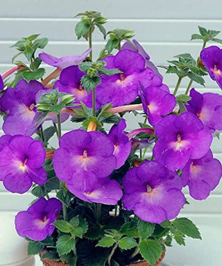 Achimenes Pulcherrima