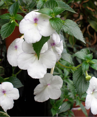Achimenes Snowprincess