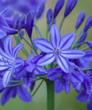 Agapanthus Africanus Blu