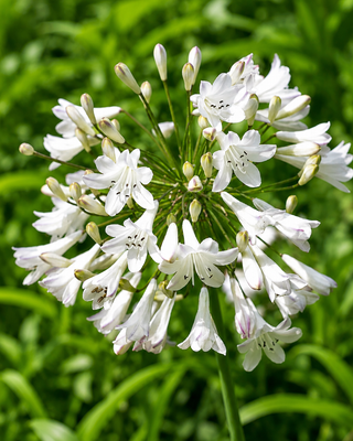 AGAPANTHUS BIANCO A FOGLIA CADUCA