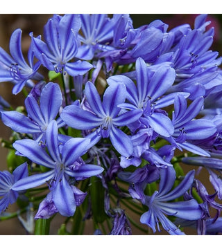 Agapanthus Blue Umbrella