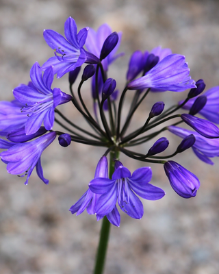AGAPANTHUS CALLY BLUE