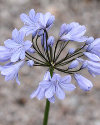 AGAPANTHUS CALLY PALE BLUE