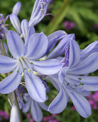 AGAPANTHUS CAMPANULATUS