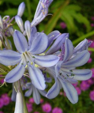 Agapanthus Campanulatus