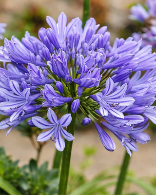 AGAPANTHUS CAREFREE