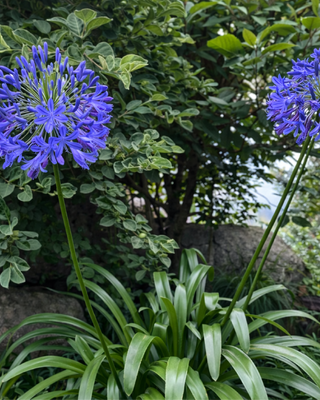 AGAPANTHUS CAULESCENS