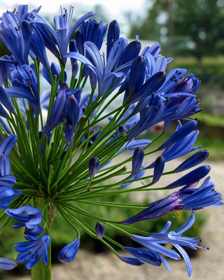 AGAPANTHUS CELEBRATION