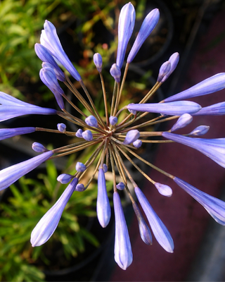 AGAPANTHUS COLUMBA