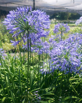 AGAPANTHUS COMPTONII