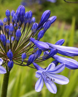 AGAPANTHUS DAVOS