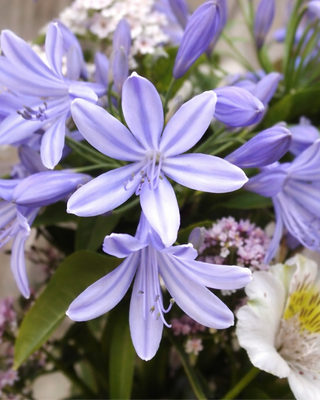 AGAPANTHUS DELFT BLUE