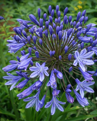 AGAPANTHUS DONAU