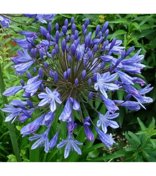 Agapanthus Donau