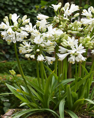 AGAPANTHUS DOUBLE DIAMOND