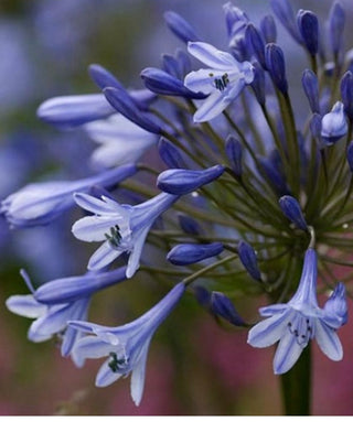 Agapanthus Dr. Brouwer