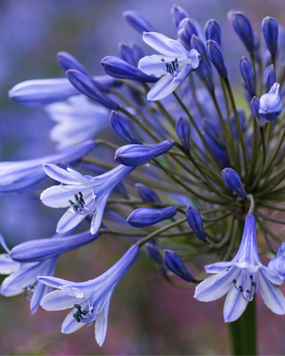 AGAPANTHUS DR. BROUWER