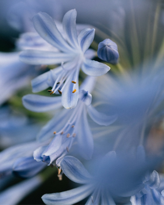 AGAPANTHUS EGGESFORT SKY