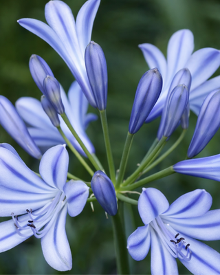 AGAPANTHUS ETHEL'S JOY