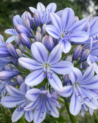 AGAPANTHUS FULL MOON