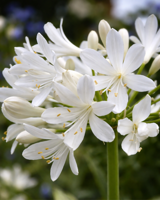 AGAPANTHUS GLETSJER