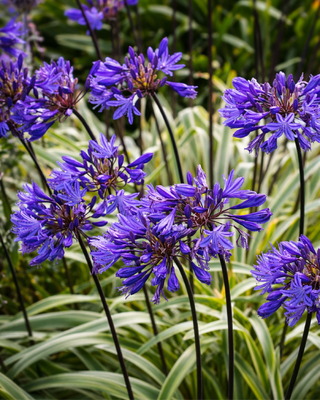 AGAPANTHUS GOLD STRIKE VASO GIGANTE