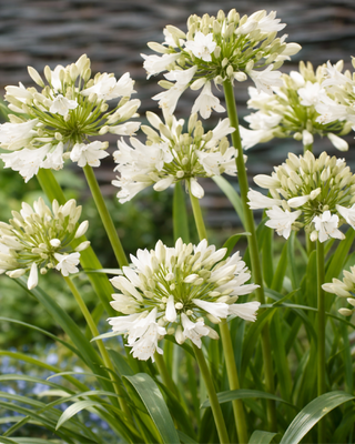 AGAPANTHUS ICE LOLLY