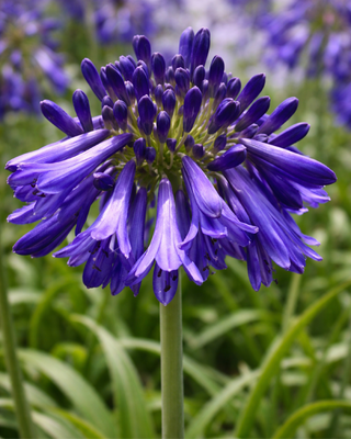AGAPANTHUS JONIE