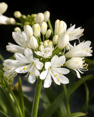 AGAPANTHUS KILMURRY WHITE