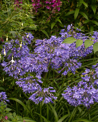 AGAPANTHUS LOCH HOPE