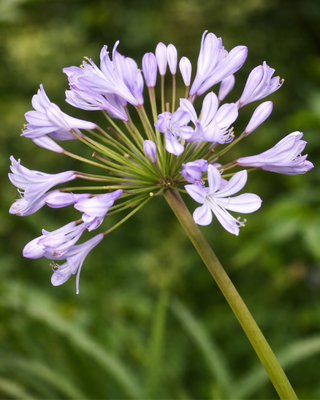 AGAPANTHUS LULY
